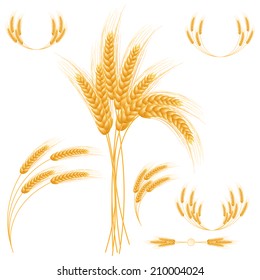 Ripe Ears wheat set. Isolated detailed template. EPS10