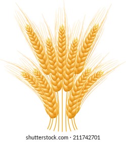 Ripe Ears wheat set. Isolated detailed template. EPS10