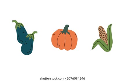 Ripe Eggplant, Pumpkin and Corn Cob Vegetable as Seasonal Harvesting and Yield Vector Set