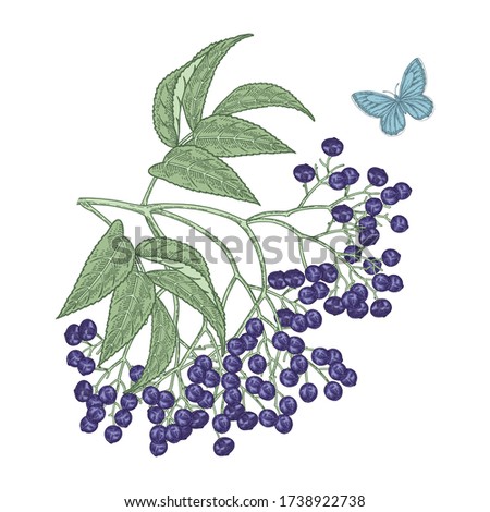 Ripe elderberry branch. Sambucus, elder berries hand drawn. Vector illustration vintage. Colorful engraving style.