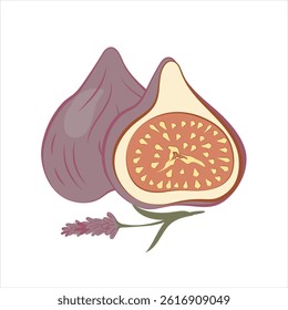 Ripe fig , summer exotic fruit with lavender sprig symbolizing summer , Provence . Simple flat vector illustration on white background in warm natural colors .Trendy design .Clipart for any design .