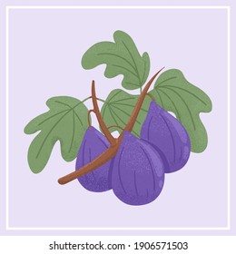 Ripe figs. Sweet figs fruit on branch with leaves vector hand drawn illustration on violet background. Bright tasty tropical fruits. Juice or jam logo element.