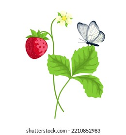 Ripe flowering strawberry with green leaves and butterfly. Cartoon vector graphics.
