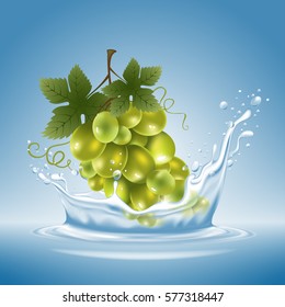 Ropa fresca de uva con agua salpicada de fondo azul. Ilustración vectorial.