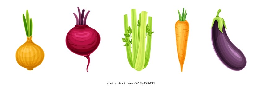 Ripe and Fresh Garden Vegetable and Veggie Harvest Vector Set