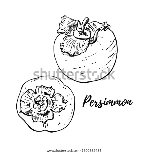 白い背景に熟した新鮮な柿のベクターイラスト 2つの側面と上面のフルーツ 写実的で美味しい絵 手書き のベクター画像素材 ロイヤリティフリー