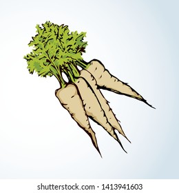 Ripe fresh sappy grey Daucus carota haulm taproot isolated on white backdrop. Bright green hand drawn logo sign symbol sketchy in retro art doodle comic style. Closeup view with space for text