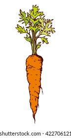 Ripe fresh sappy red Daucus carota haulm taproot isolated on white backdrop. Freehand bright color hand drawn symbol sign sketchy in art scribble style pen on paper. Closeup view with space for text