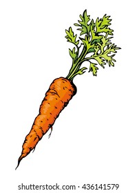 Ripe fresh sappy red Daucus carota haulm taproot isolated on white backdrop. Freehand bright color hand drawn scribble sketchy picture. Closeup view with space for text