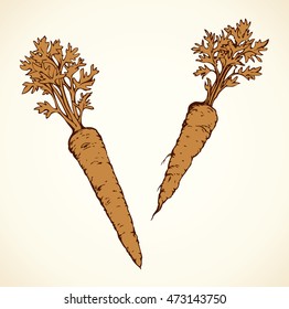 Ripe fresh sappy red Daucus carota haulm taproot isolated on white backdrop. Freehand orange color hand drawn symbol sketchy in retro art scribble style pen on paper. Closeup view with space for text
