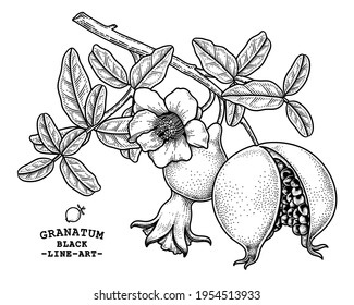 Ripe fruit cracked pomegranate on a branch with flowers leaves hand drawn sketch vector retro illustration