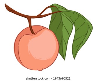 Ripe fruit growing on tree, nectarine or apricot, peach hanging on branch with leaves. Harvesting and organic production and growth of food. Ecologically friendly ingredient. Vector in flat style