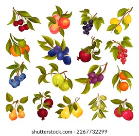 Ripe Fruit Hanging on Branch with Green Leaves Big Vector Set