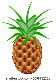 Ripe fruit whole pineapple.