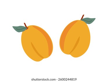 Ripe fruits apricots with leaves on a white background - vector illustration, design element for labels, packaging, website