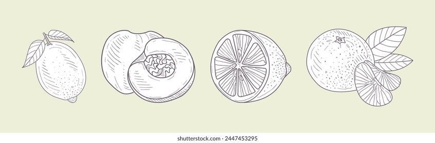 Ripe Garden Fruit with Hand Drawn Lemon, Peach and Mandarin Vector Set