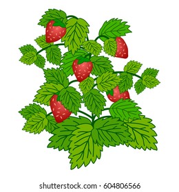 Ripe garden strawberry bush  isolated on white background. Vector illustration