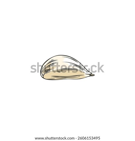 Ripe garlic head sketch icon. Hand drawn spicy plant food. Farm organic fragrant condiment ingredient. Raw vegetable agricultural product, natural flavoring. Vector color illustration isolated