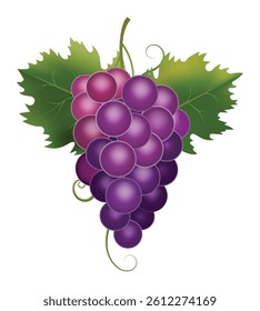 Ripe grape. 3d grapes bunch isolated vector illustration
