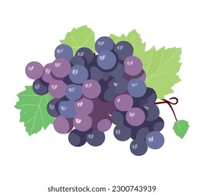 Ripe grape bunch with juicy purple berries icon isolated