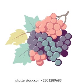 Ripe grape bunches on leafy branch icon isolated