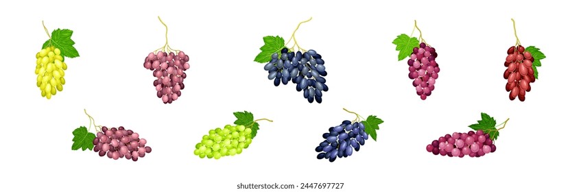 Ripe Grape Cluster and Bunch with Fruit on Stem Vector Set