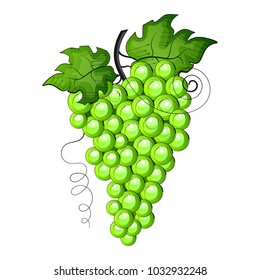 Ripe grape isolated on white. Vector illustration.