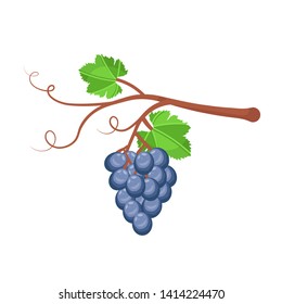 Ripe grape vector illustration. Organic jam tag. Summer seasonal harvest. Farming, agriculture. Raw fruit cartoon clipart