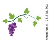 A ripe grape vine with it