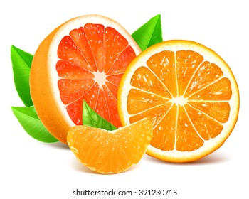 Ripe grapefruit and oranges with leaves. Vector illustration. Fully editable handmade mesh.