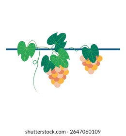 Uvas maduras caíam fortemente da vinha acima. Ilustração vetorial de conceito caseiro.