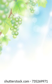 ripe grapes on trees