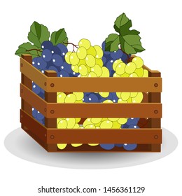 Ripe Grapes in a Wooden Box, Isolate on White Background, Autumnal Fruits