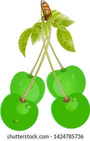 Ripe green cherry berries with leaves. Vector.