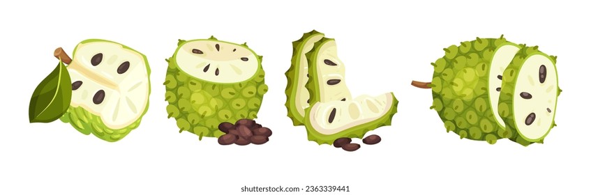 Ripe Green Guanabana Fruit with Thick Rind and Juicy Flesh Vector Set