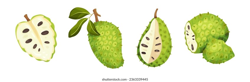 Ripe Green Guanabana Fruit with Thick Rind and Juicy Flesh Vector Set