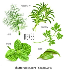 Ripe green herbs. Collection of herbs vector illustration.