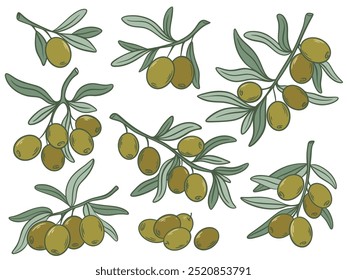 Ripe green olives hand drawn color set. Fresh olives fruits on branches with leaves. Olive tree twig collection for oil design, cosmetic products, food industry, vector graphic