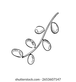 Azeitonas verdes maduras penduradas em um fino ramo de oliveira, elegantemente ilustrado com detalhes delicados. Essa representação destaca a beleza e a simplicidade da natureza.