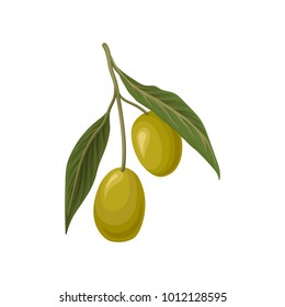 Ripe green olives with leaves vector Illustration