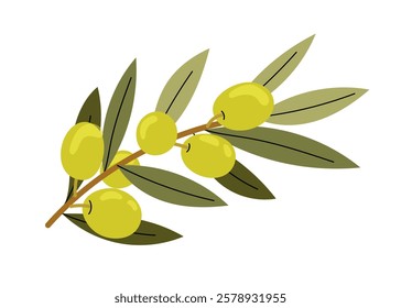 Ripe green olives on branch. Olive tree. Natural ingredient for mediterranean cuisine. Flat vector illustration on white background.