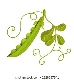 Ripe green pea pod. Vector graphics.