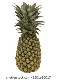 Ripe Green Pineapple Vector Illustration