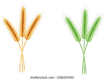 Ripe  and green spikelets of wheat with grains,ears and stalks.Realistic illustration of seed plants,organic  farming.Healthy lifestyle element.