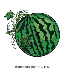 Ripe green water-melon. A berry with green leaves