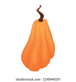 Ripe harvest autumn pumpkin, vegetable vector isolated cartoon illustration.