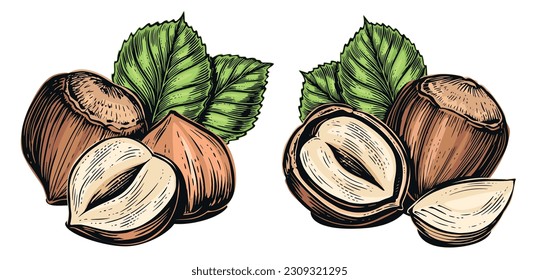 Las avellanas maduras con hojas verdes. Ingrediente de nueces aromáticas. Ilustración de vector de color