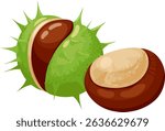 Ripe horse chestnut emerging from its spiky green shell, revealing a glossy brown fruit. Isolated illustration on a clean white background, highlighting natures autumn bounty