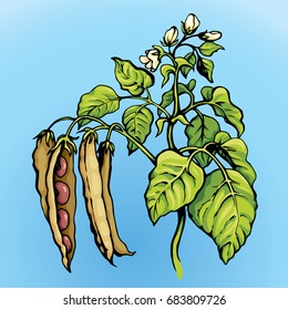 Ripe husk of red leguminosae stem isolated on blue background. Bright color hand drawn picture in art cartoon style. 