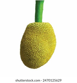Ripe Jackfruit with bulbs isolated on white background. 